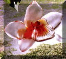 orchidee.jpg (14662 octets)