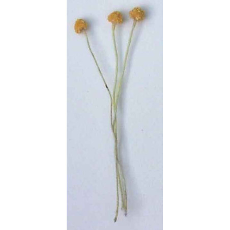 Cœur de pâquerette jaune-or grainé, laiton jauni, 1 côté, tige 7cm